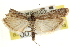  ( - CNCLEP00107344)  @13 [ ] CreativeCommons - Attribution (2013) CBG Photography Group Centre for Biodiversity Genomics