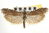  ( - CNCLEP00107347)  @11 [ ] CreativeCommons - Attribution (2013) CBG Photography Group Centre for Biodiversity Genomics