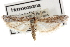  ( - CNCLEP00107349)  @14 [ ] CreativeCommons - Attribution (2013) CBG Photography Group Centre for Biodiversity Genomics