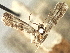  ( - CNCLEP00107394)  @11 [ ] CreativeCommons - Attribution (2013) CBG Photography Group Centre for Biodiversity Genomics