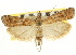  ( - CNCLEP00107400)  @11 [ ] CreativeCommons - Attribution (2013) CBG Photography Group Centre for Biodiversity Genomics