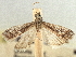  (Mescinia estrella - CNCLEP00107431)  @11 [ ] CreativeCommons - Attribution (2013) CBG Photography Group Centre for Biodiversity Genomics