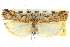  ( - CNCLEP00107437)  @11 [ ] CreativeCommons - Attribution (2013) CBG Photography Group Centre for Biodiversity Genomics
