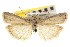  ( - CNCLEP00107478)  @13 [ ] CreativeCommons - Attribution (2013) CBG Photography Group Centre for Biodiversity Genomics