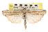  ( - CNCLEP00107497)  @11 [ ] CreativeCommons - Attribution (2013) CBG Photography Group Centre for Biodiversity Genomics
