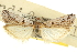  ( - CNCLEP00107557)  @11 [ ] CreativeCommons - Attribution (2013) CBG Photography Group Centre for Biodiversity Genomics