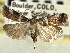  (Quasisalebria fructetella - CNCLEP00107573)  @13 [ ] CreativeCommons - Attribution (2013) CBG Photography Group Centre for Biodiversity Genomics