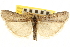  (Sarata edwardsialis - CNCLEP00107585)  @15 [ ] CreativeCommons - Attribution (2013) CBG Photography Group Centre for Biodiversity Genomics