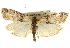  ( - CNCLEP00107607)  @11 [ ] CreativeCommons - Attribution (2013) CBG Photography Group Centre for Biodiversity Genomics