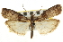  ( - CNCLEP00107608)  @11 [ ] CreativeCommons - Attribution (2013) CBG Photography Group Centre for Biodiversity Genomics