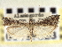  ( - CNCLEP00107628)  @11 [ ] CreativeCommons - Attribution (2013) CBG Photography Group Centre for Biodiversity Genomics