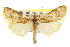 ( - CNCLEP00107662)  @11 [ ] CreativeCommons - Attribution (2013) CBG Photography Group Centre for Biodiversity Genomics