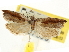  ( - CNCLEP00107699)  @11 [ ] CreativeCommons - Attribution (2013) CBG Photography Group Centre for Biodiversity Genomics