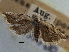  ( - CNCLEP00107700)  @11 [ ] CreativeCommons - Attribution (2013) CBG Photography Group Centre for Biodiversity Genomics