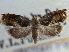  ( - CNCLEP00107705)  @11 [ ] CreativeCommons - Attribution (2013) CBG Photography Group Centre for Biodiversity Genomics