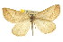  ( - CNCLEP00107757)  @13 [ ] CreativeCommons - Attribution (2013) CBG Photography Group Centre for Biodiversity Genomics