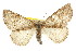  ( - CNCLEP00107784)  @15 [ ] CreativeCommons - Attribution (2013) CBG Photography Group Centre for Biodiversity Genomics