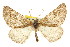  ( - CNCLEP00107785)  @15 [ ] CreativeCommons - Attribution (2013) CBG Photography Group Centre for Biodiversity Genomics