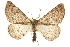  ( - CNCLEP00107786)  @15 [ ] CreativeCommons - Attribution (2013) CBG Photography Group Centre for Biodiversity Genomics