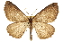  (Nepytia disputata - CNCLEP00107800)  @15 [ ] CreativeCommons - Attribution (2013) CBG Photography Group Centre for Biodiversity Genomics