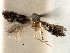 ( - CNCLEP00104200)  @11 [ ] CreativeCommons - Attribution (2013) CBG Photography Group Centre for Biodiversity Genomics