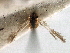  ( - CNCLEP00104502)  @11 [ ] CreativeCommons - Attribution (2013) CBG Photography Group Centre for Biodiversity Genomics