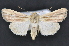  ( - CNCLEP 102402)  @15 [ ] CreativeCommons - Attribution (2013) CBG Photography Group Centre for Biodiversity Genomics