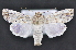  (Neogalea caracara - CNCLEP 102408)  @14 [ ] CreativeCommons - Attribution (2013) CBG Photography Group Centre for Biodiversity Genomics