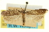  ( - USNM ENT 00005422)  @11 [ ] CreativeCommons - Attribution (2013) CNC/CBG Photography Group Centre for Biodiversity Genomics