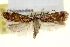  ( - USNM ENT 00006658)  @14 [ ] CreativeCommons - Attribution (2013) CNC/CBG Photography Group Centre for Biodiversity Genomics