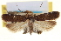  ( - USNM ENT 00006659)  @11 [ ] CreativeCommons - Attribution (2013) CNC/CBG Photography Group Centre for Biodiversity Genomics