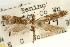  ( - USNM ENT 00007653)  @11 [ ] CreativeCommons - Attribution (2013) CNC/CBG Photography Group Centre for Biodiversity Genomics