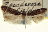 ( - USNM ENT 00008795)  @11 [ ] CreativeCommons - Attribution (2013) CNC/CBG Photography Group Centre for Biodiversity Genomics