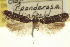  ( - USNM ENT 00008796)  @11 [ ] CreativeCommons - Attribution (2013) CNC/CBG Photography Group Centre for Biodiversity Genomics