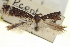  ( - USNM ENT 00008797)  @11 [ ] CreativeCommons - Attribution (2013) CNC/CBG Photography Group Centre for Biodiversity Genomics