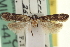  ( - USNM ENT 00008799)  @11 [ ] CreativeCommons - Attribution (2013) CNC/CBG Photography Group Centre for Biodiversity Genomics