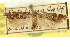  (Chionodes johnstoni - USNM ENT 00008938)  @11 [ ] CreativeCommons - Attribution (2013) CNC/CBG Photography Group Centre for Biodiversity Genomics