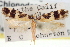  ( - USNM ENT 00009800)  @11 [ ] CreativeCommons - Attribution (2013) CNC/CBG Photography Group Centre for Biodiversity Genomics
