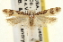  ( - USNM ENT 00010155)  @14 [ ] CreativeCommons - Attribution (2013) CNC/CBG Photography Group Centre for Biodiversity Genomics