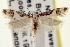  ( - USNM ENT 00010159)  @15 [ ] CreativeCommons - Attribution (2013) CNC/CBG Photography Group Centre for Biodiversity Genomics