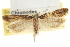  ( - USNM ENT 00011217)  @11 [ ] CreativeCommons - Attribution (2013) CNC/CBG Photography Group Centre for Biodiversity Genomics