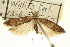  ( - USNM ENT 00014564)  @11 [ ] CreativeCommons - Attribution (2013) CNC/CBG Photography Group Centre for Biodiversity Genomics