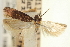  ( - USNM ENT 00014617)  @11 [ ] CreativeCommons - Attribution (2013) CNC/CBG Photography Group Centre for Biodiversity Genomics