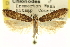  ( - USNM ENT 00014667)  @11 [ ] CreativeCommons - Attribution (2013) CNC/CBG Photography Group Centre for Biodiversity Genomics