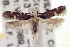  (Chionodes phalacra - USNM ENT 00113619)  @14 [ ] CreativeCommons - Attribution (2013) CNC/CBG Photography Group Centre for Biodiversity Genomics