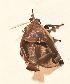  ( - BCI188830)  @11 [ ] OGL-C; Open Government Licence - Canada (2022) Canadian National Collection of Insects, Arachnids and Nematodes Canadian National Collection of Insects, Arachnids and Nematodes