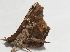  ( - BCI188963)  @11 [ ] OGL-C; Open Government Licence - Canada (2022) Canadian National Collection of Insects, Arachnids and Nematodes Canadian National Collection of Insects, Arachnids and Nematodes