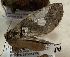  ( - BCI189391)  @11 [ ] OGL-C; Open Government Licence - Canada (2022) Canadian National Collection of Insects, Arachnids and Nematodes Canadian National Collection of Insects, Arachnids and Nematodes