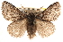  (Hypopacha - BIOUG10886-A03)  @15 [ ] CreativeCommons - Attribution (2014) CBG Photography Group Centre for Biodiversity Genomics