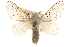  ( - BIOUG10886-A09)  @15 [ ] CreativeCommons - Attribution (2014) CBG Photography Group Centre for Biodiversity Genomics